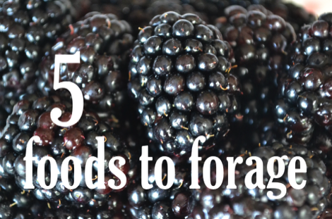 5 foods to forage